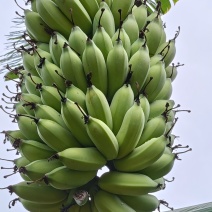 芭蕉