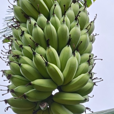 芭蕉