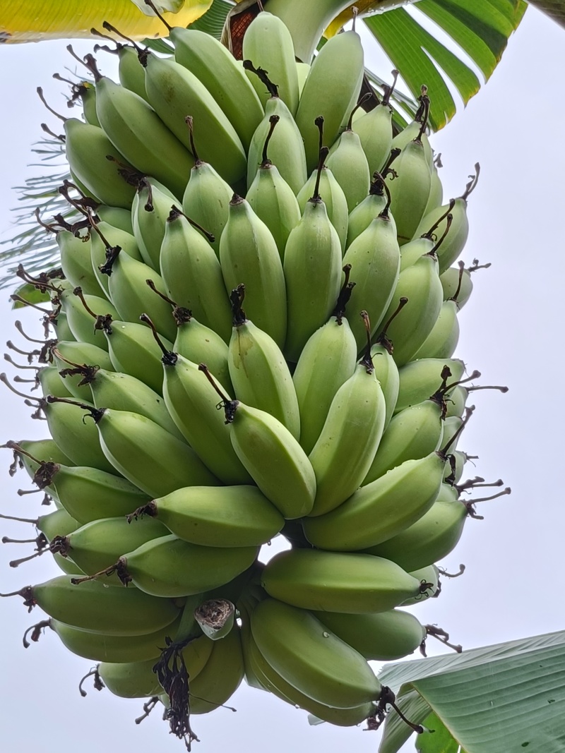 芭蕉