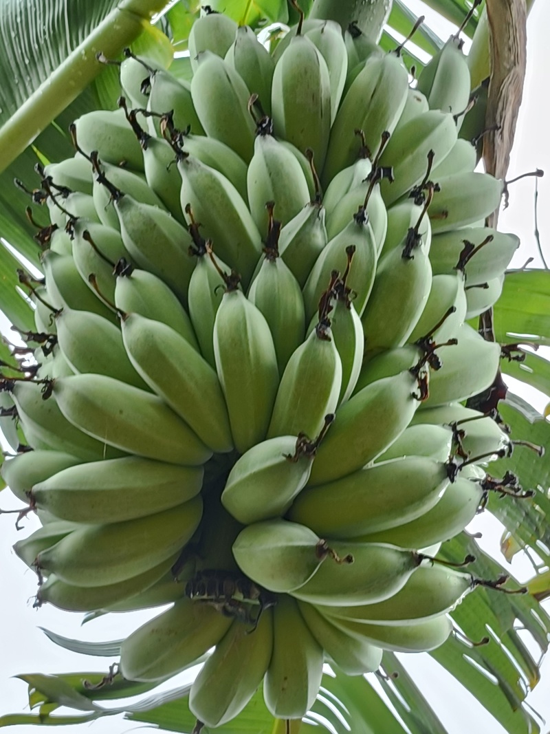 芭蕉