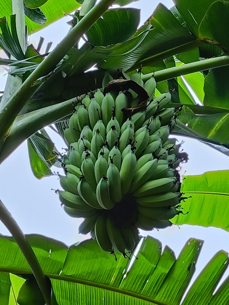 芭蕉