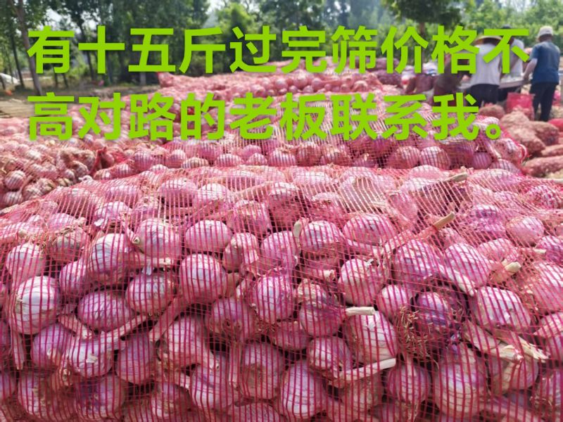 紫皮大蒜大量有货，万亩基地欢迎老板来采购。