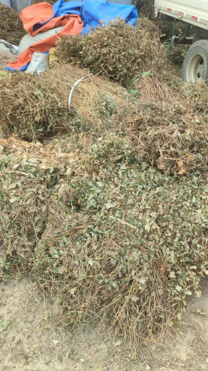 大别山纯野生鱼腥草