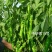 中研螺11号螺丝椒种子，麻面全螺，辣味适中，低温膨果快