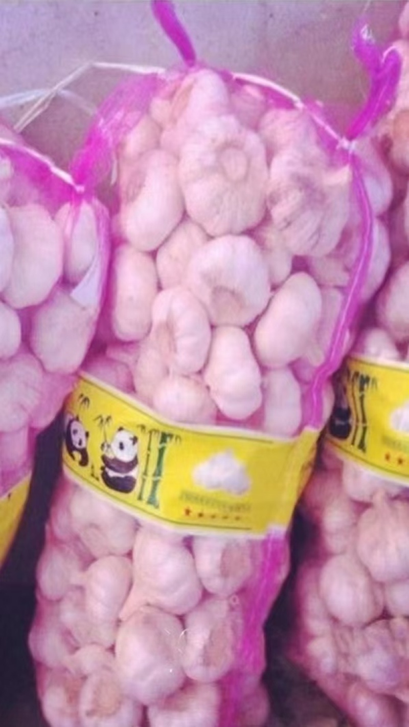 紫皮大蒜大量有货，万亩基地欢迎老板来采购。