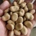 【量大优惠】云南昆明蚕豆品质保障对接全国批发电商