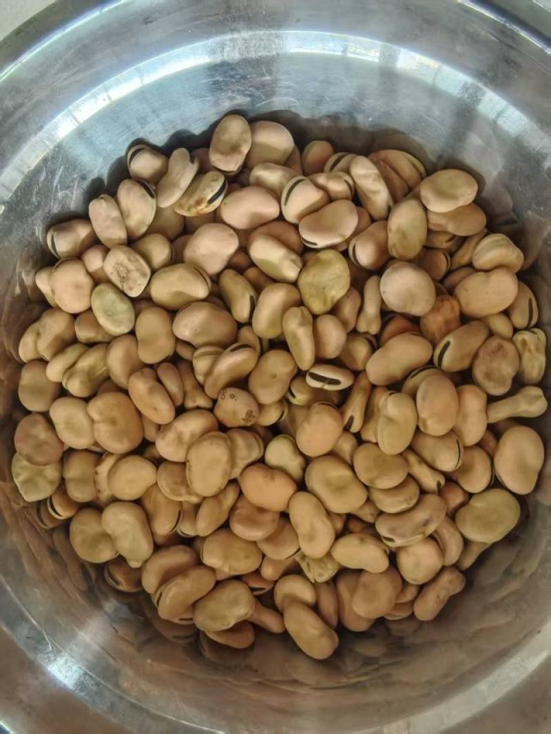 【量大优惠】云南昆明蚕豆品质保障对接全国批发电商