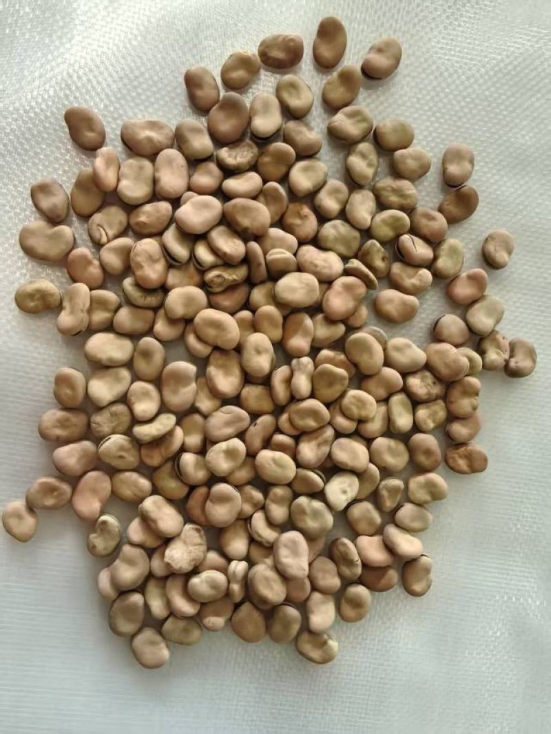 【量大优惠】云南昆明蚕豆品质保障对接全国批发电商