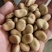 【量大优惠】云南昆明蚕豆品质保障对接全国批发电商