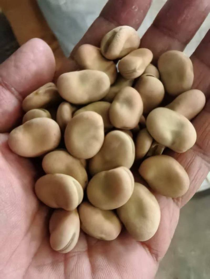 【量大优惠】云南昆明蚕豆品质保障对接全国批发电商