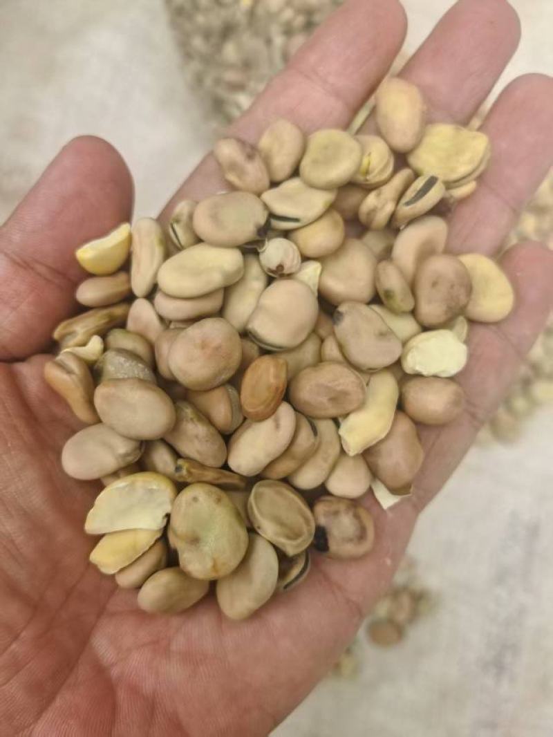 【量大优惠】云南昆明蚕豆品质保障对接全国批发电商
