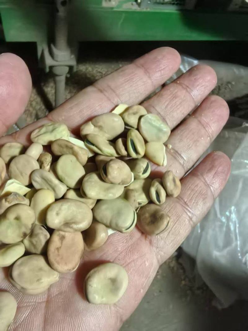 【量大优惠】云南昆明蚕豆品质保障对接全国批发电商