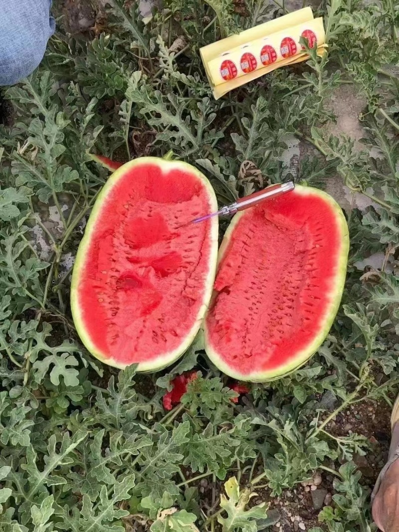 甘肃宁夏西瓜头茬宁夏硒砂瓜，石缝瓜产地供货