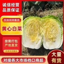 【推荐】精品黄心大白菜产地大量供应一手货源主要对接市场