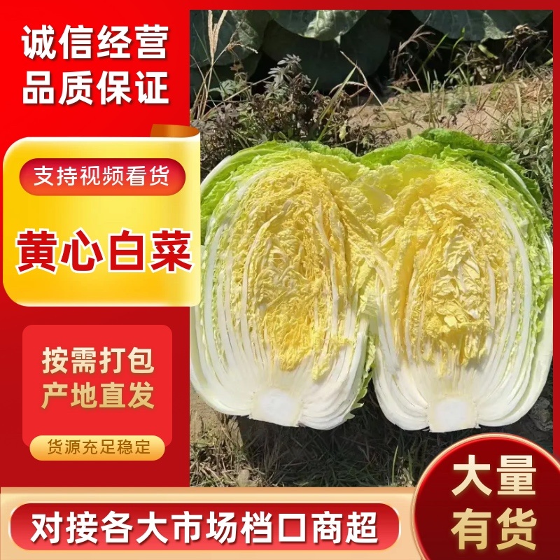 【推荐】精品黄心大白菜产地大量供应一手货源主要对接市场