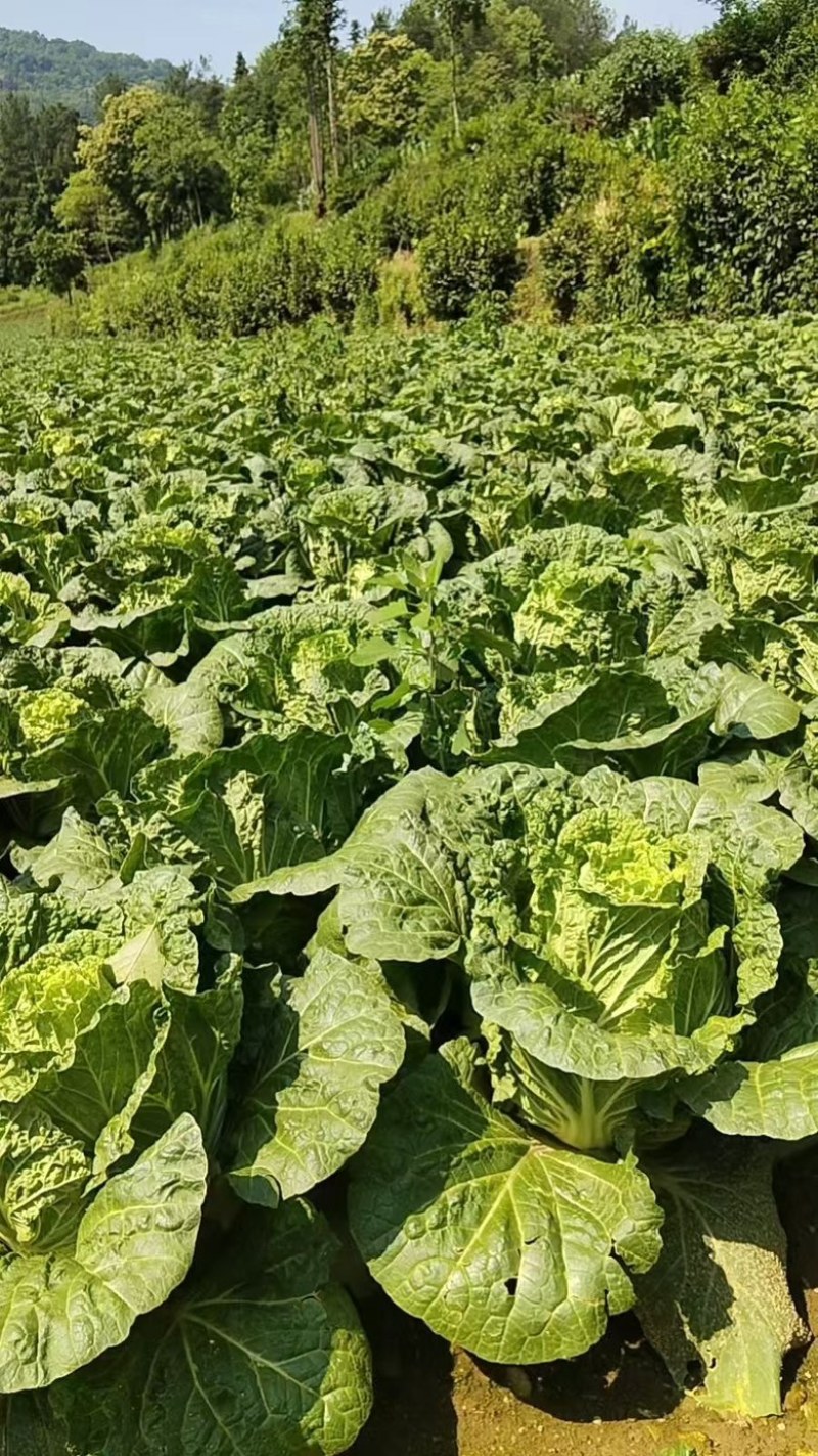 【推荐】精品黄心大白菜产地大量供应一手货源主要对接市场