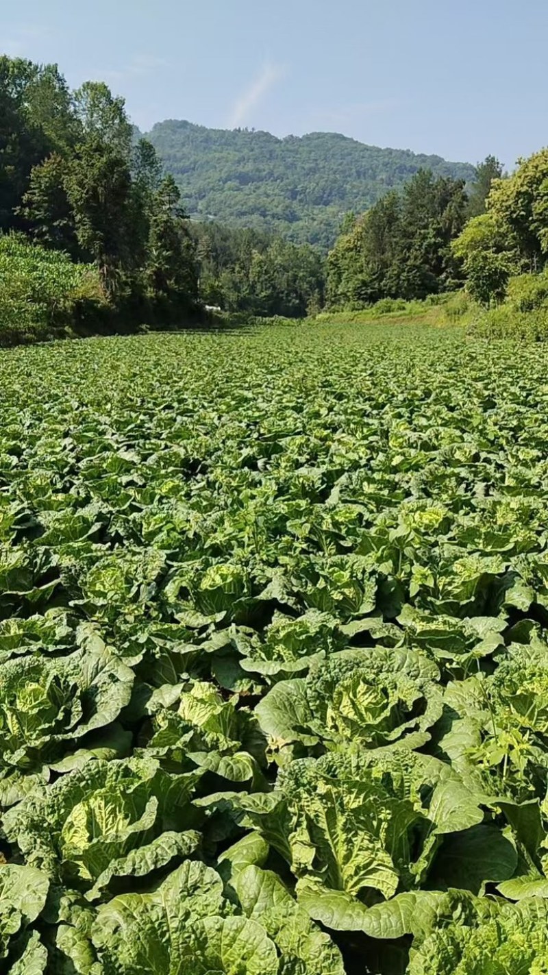 【推荐】精品黄心大白菜产地大量供应一手货源主要对接市场