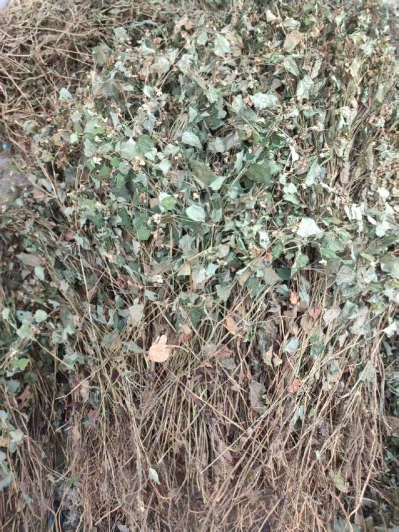 大别山纯野生鱼腥草