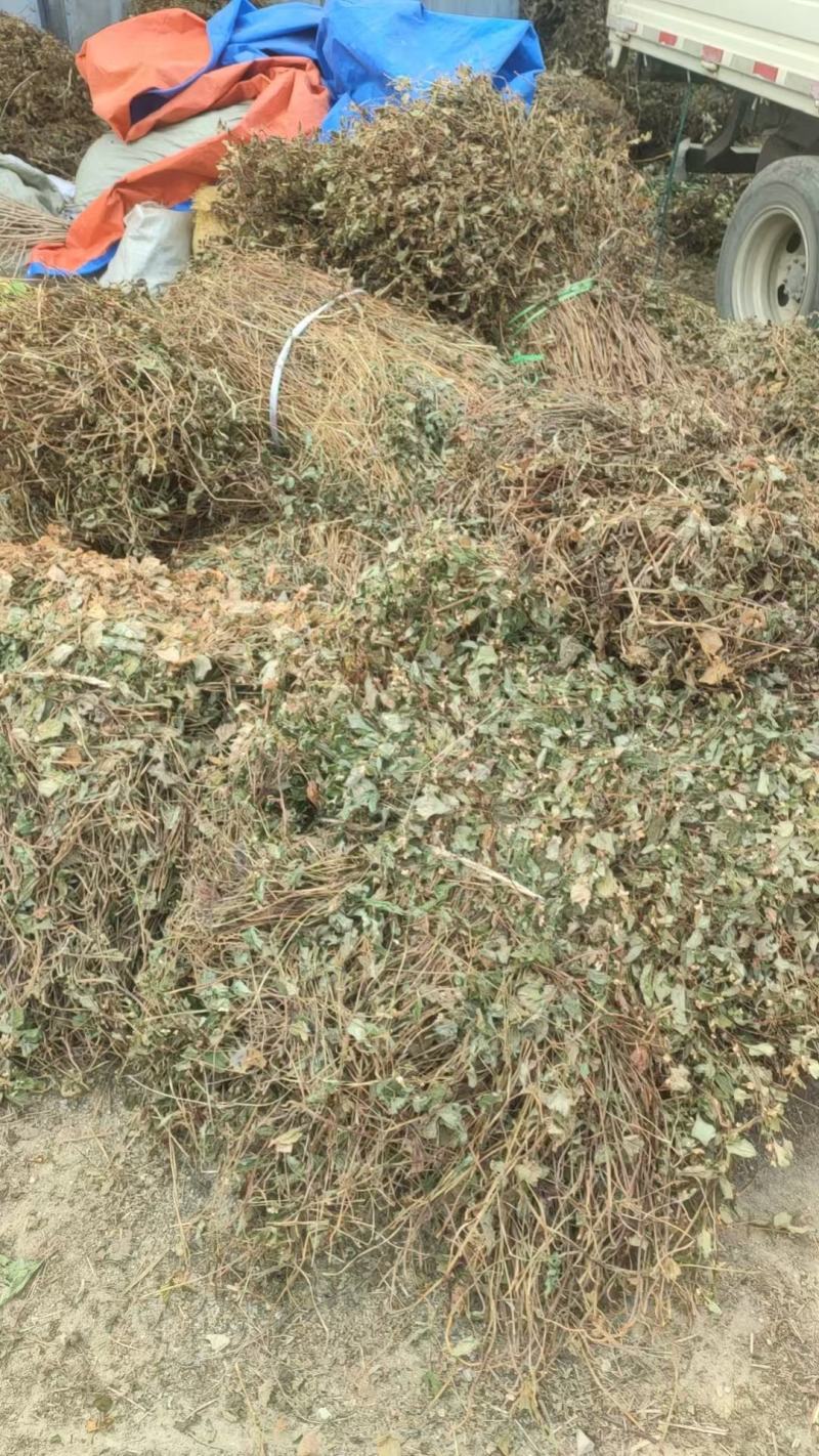 大别山纯野生鱼腥草
