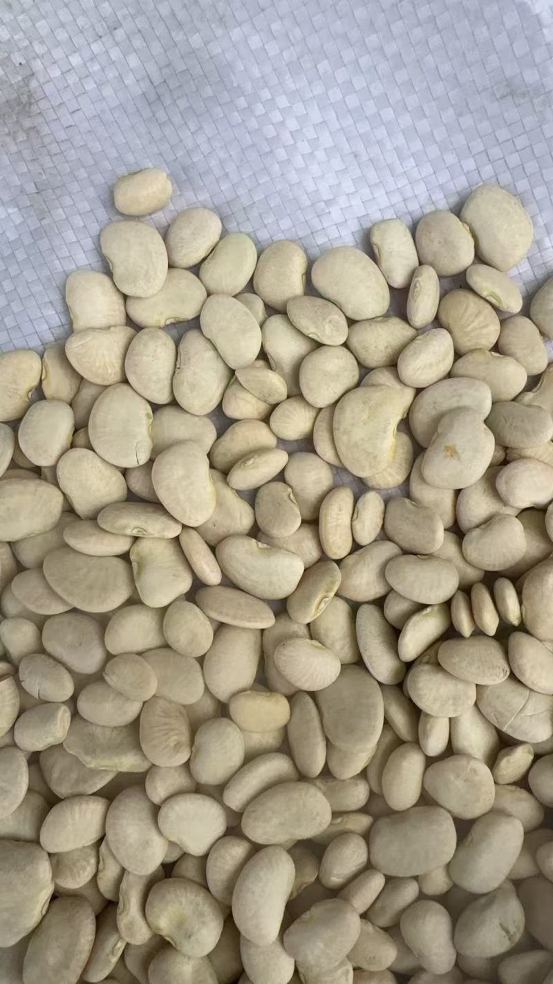 云南昆明白凤豆量大优惠品质保障对接全国