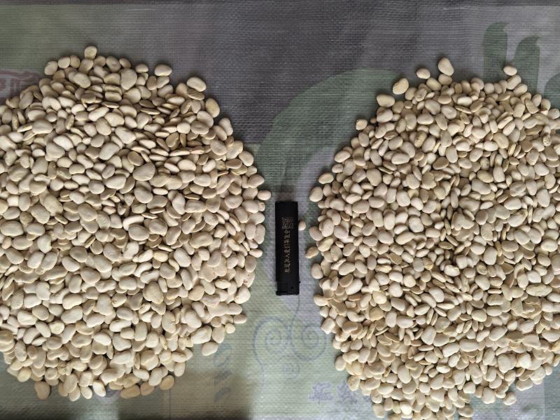 云南昆明白凤豆量大优惠品质保障对接全国
