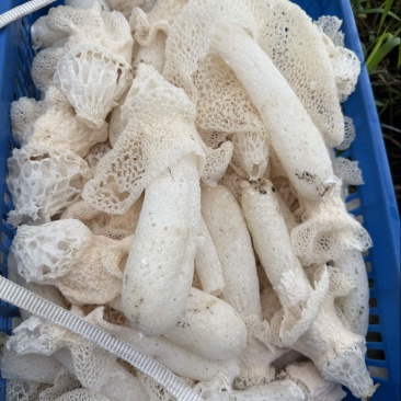 自家种值的竹荪新鲜每天可摘