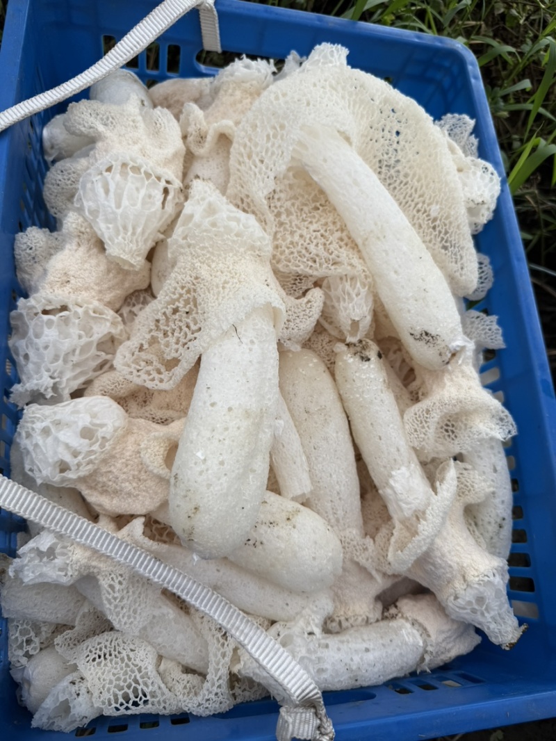 自家种值的竹荪新鲜每天可摘