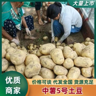 湖北万亩中薯五号，黄皮黄心/质量保证各种规格，全国发货