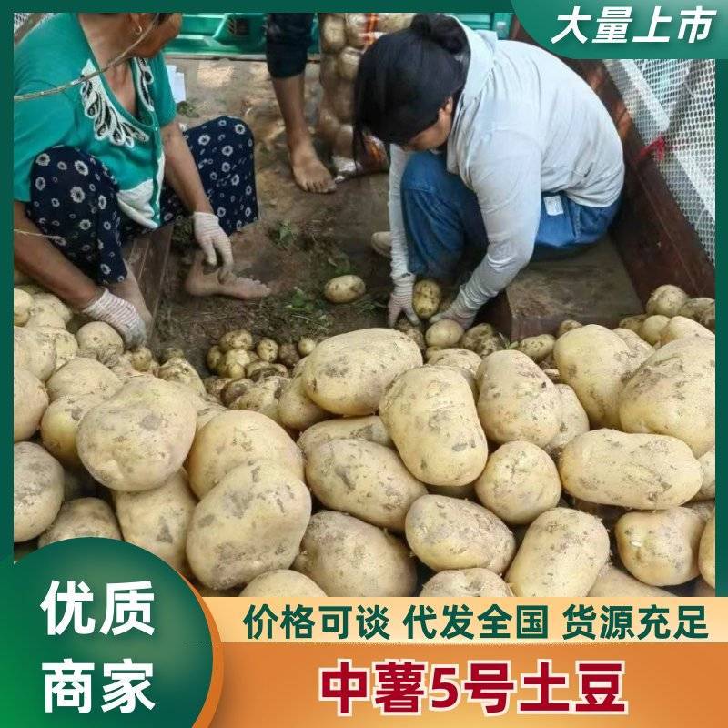 湖北万亩中薯五号，黄皮黄心/质量保证各种规格，全国发货