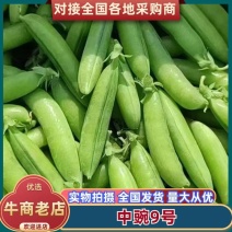 湖北豌豆/豌豆荚大量上市，颗粒饱满，电商批发市场全国发货