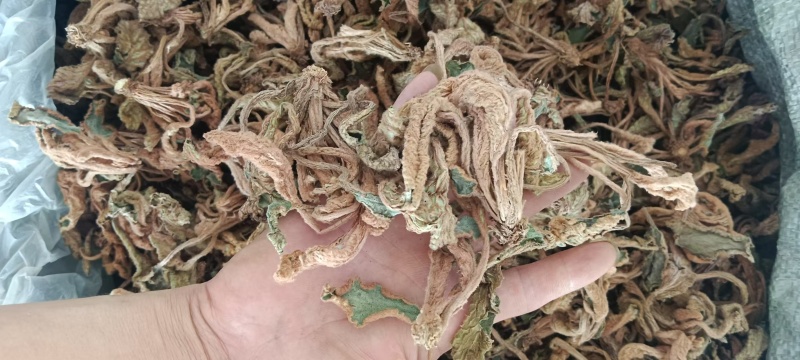 江西赣州石上莲干货大量有货欢迎来电咨询也可视频看货，接受