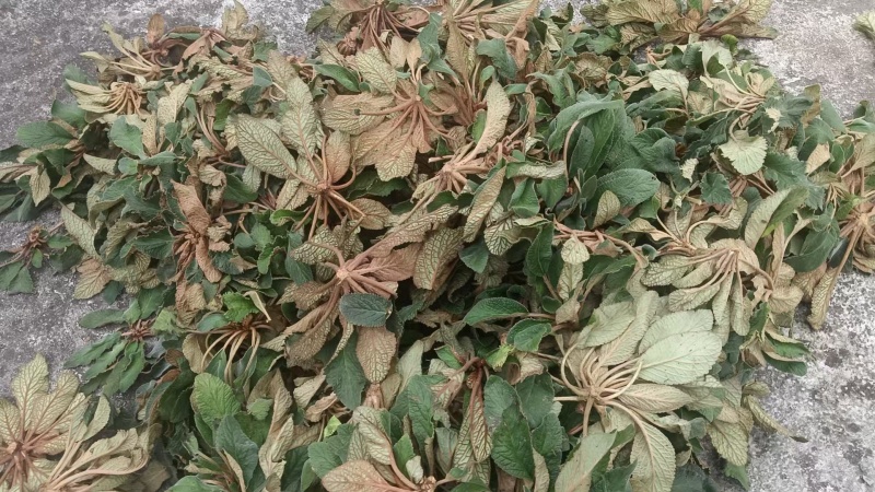江西赣州石上莲干货大量有货欢迎来电咨询也可视频看货，接受