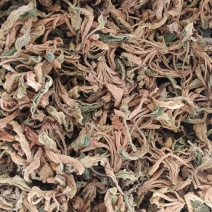 江西赣州石上莲干货大量有货欢迎来电咨询也可视频看货，接受