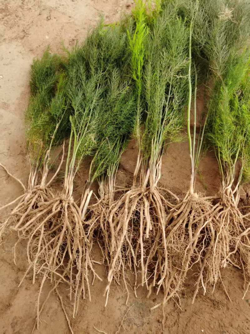芦笋苗高产绿芦笋种根多年生保成活现货品质好基地直供2年