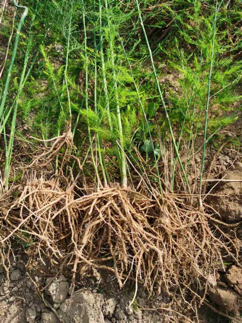 芦笋苗高产绿芦笋种根多年生保成活现货品质好基地直供2年