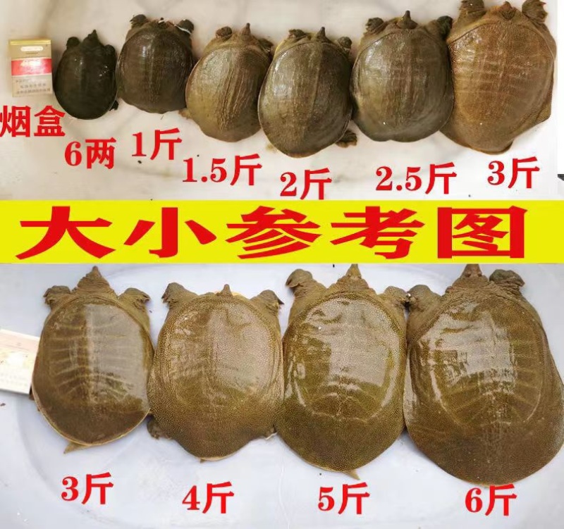 中华鳖生态甲鱼外塘散养健康滋补鲜活甲鱼量大从优