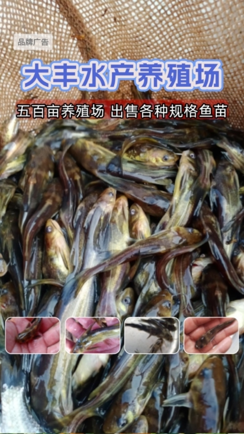 黄骨鱼苗，黄优五号，**品种，提供技术，免费送货上门
