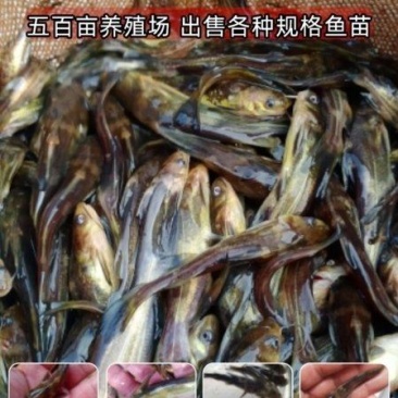 黄骨鱼苗，黄优五号，**品种，提供技术，免费送货上门