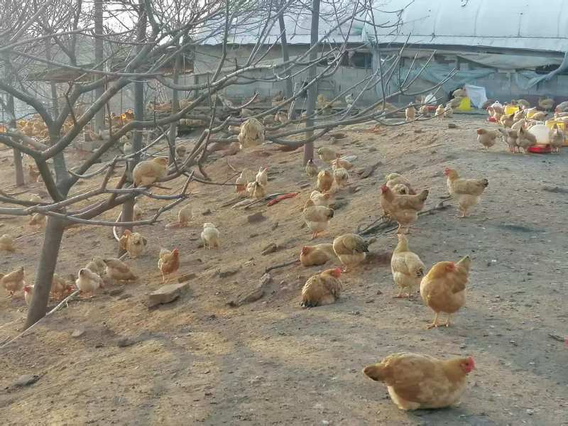 白条鸡，皖南土鸡，肉质鲜美8-12月，冷链发货，量大从优