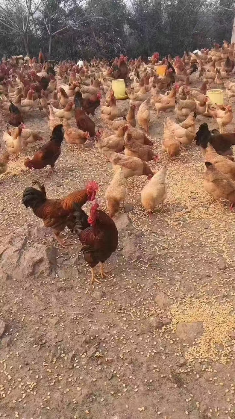 白条鸡，皖南土鸡，肉质鲜美8-12月，冷链发货，量大从优