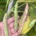 东北正宗油豆角，开锅就烂，无筋不柴。货源充足，价格合理，