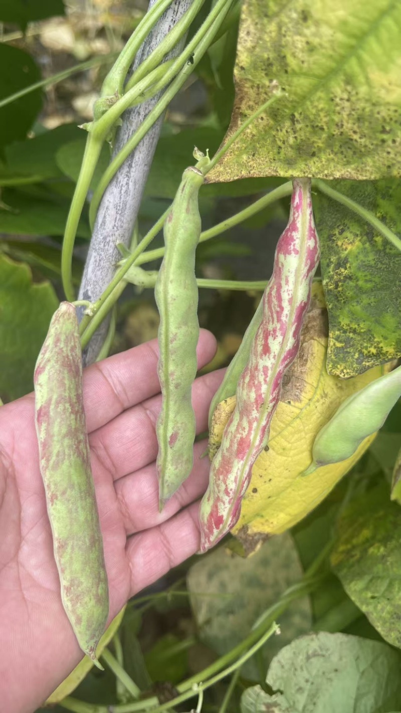 东北正宗油豆角，开锅就烂，无筋不柴。货源充足，价格合理，