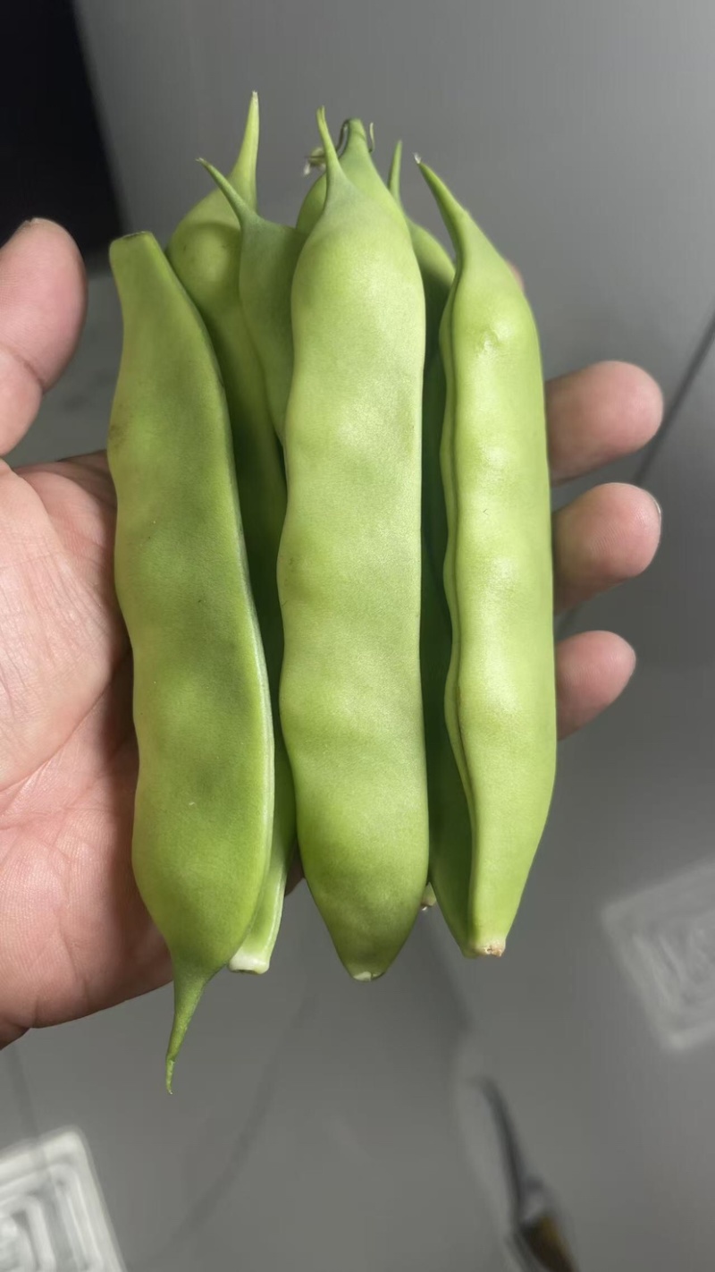东北正宗油豆角，开锅就烂，无筋不柴。货源充足，价格合理，