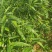 甜龙竹苗不要问有没有货，大量有货，打电话来谈。无货就下