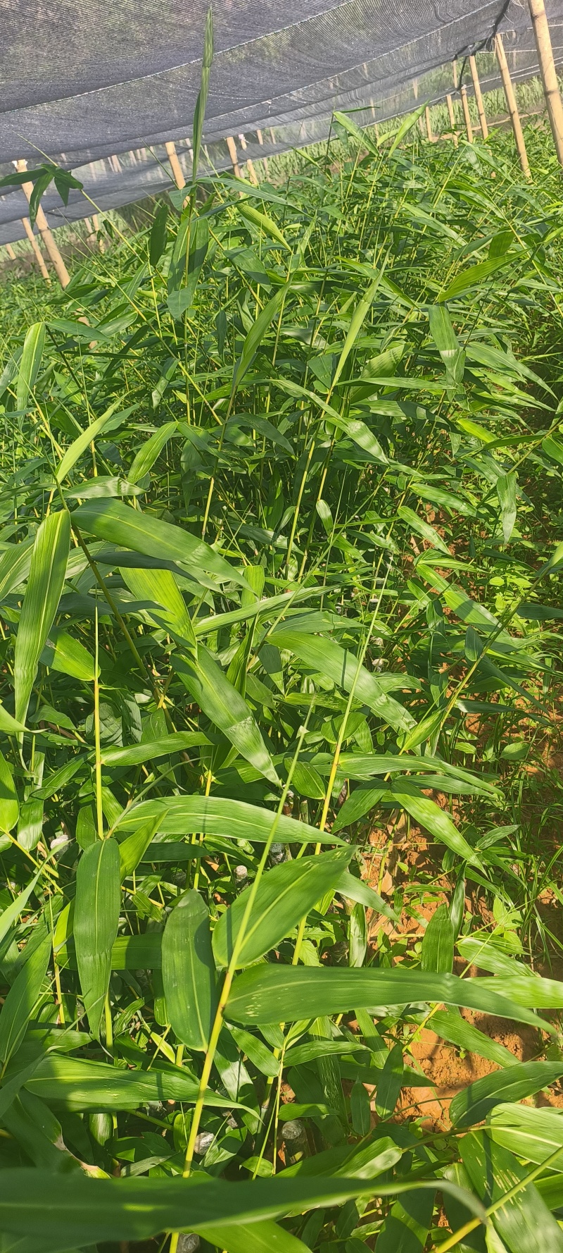 甜龙竹苗不要问有没有货，大量有货，打电话来谈。无货就下