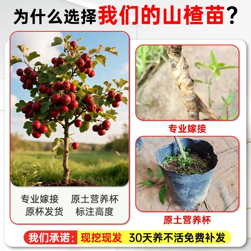 【基地直发】山楂树苗嫁接无核大果甜红子大金星山楂果树庭院耐寒