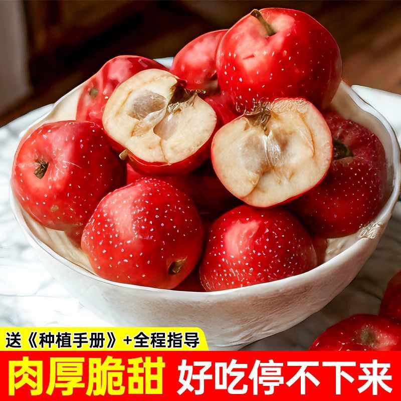 【基地直发】山楂树苗嫁接无核大果甜红子大金星山楂果树庭院耐寒