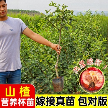 【基地直发】山楂树苗嫁接无核大果甜红子大金星山楂果树庭院耐寒
