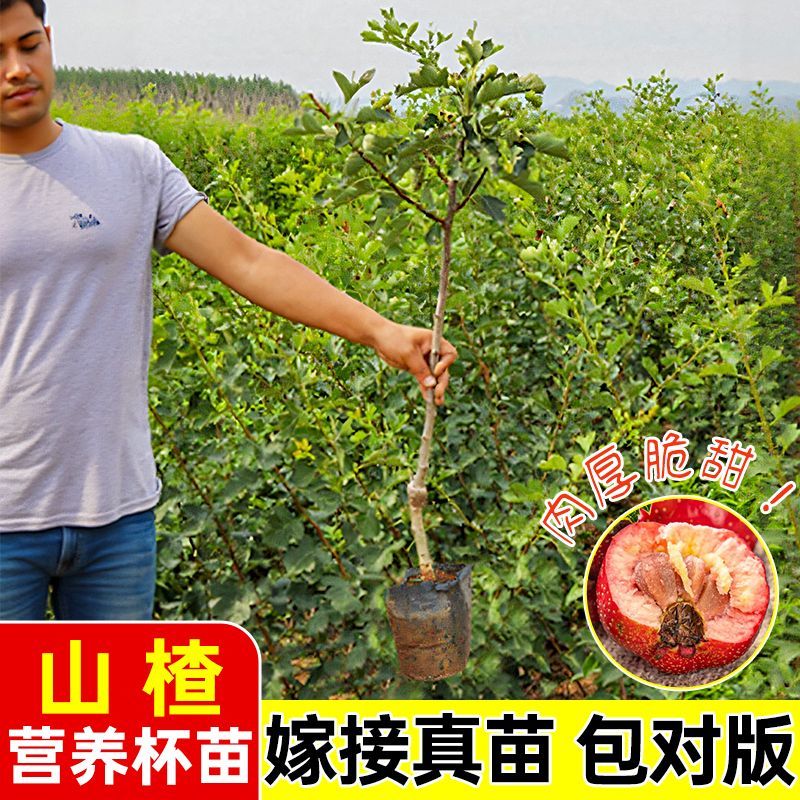 【基地直发】山楂树苗嫁接无核大果甜红子大金星山楂果树庭院耐寒