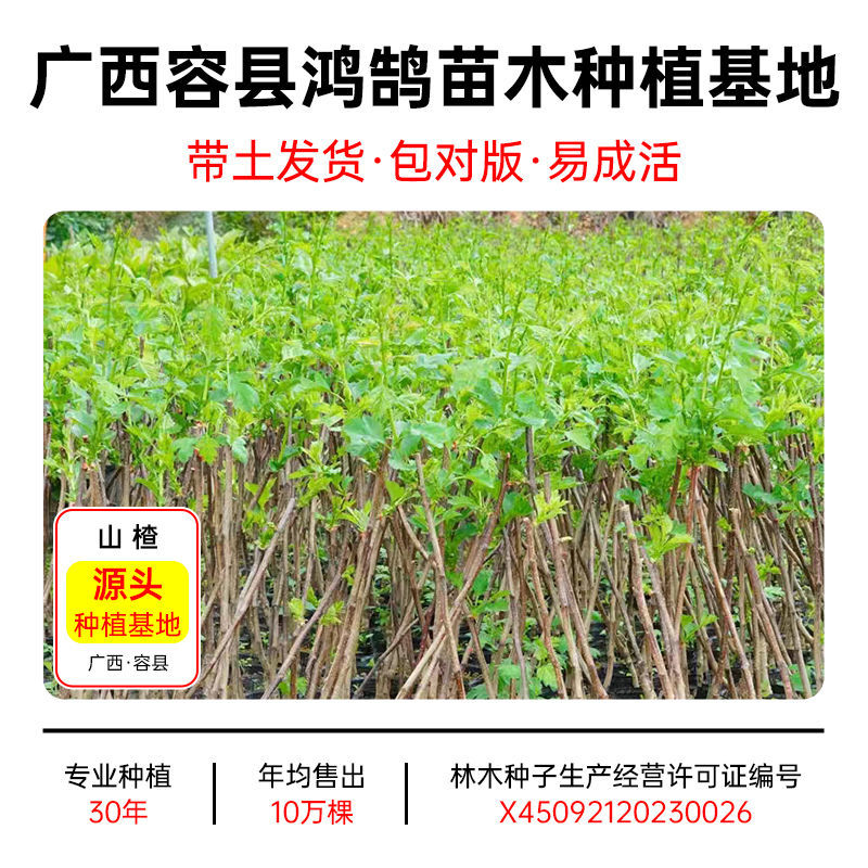 【基地直发】山楂树苗嫁接无核大果甜红子大金星山楂果树庭院耐寒